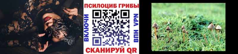 Купить где  Кириллов  Галлюциногенные грибы Psilocybine cubensis 